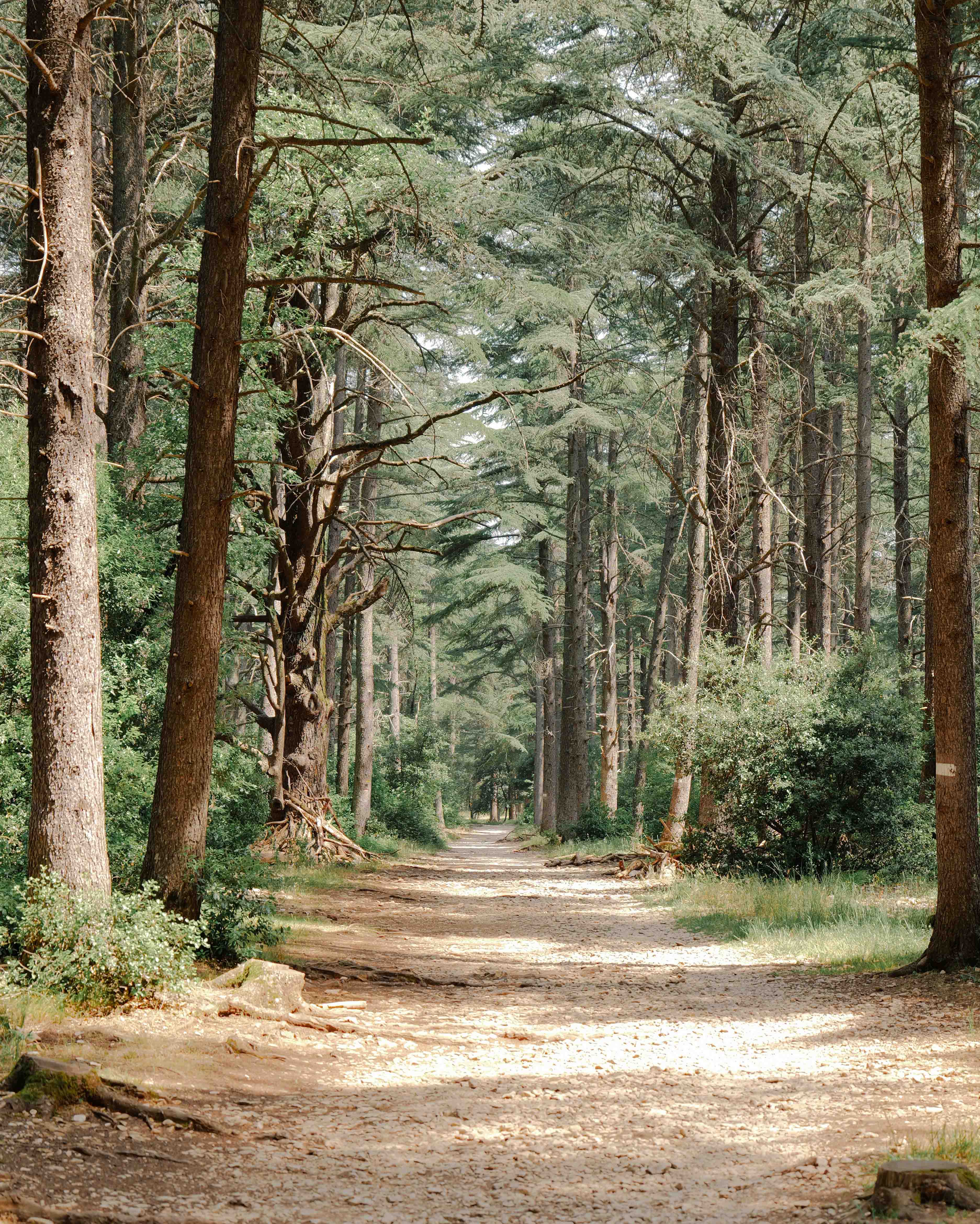 Down the path in the woods.